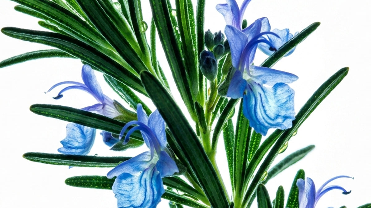 Vegetalement Provence