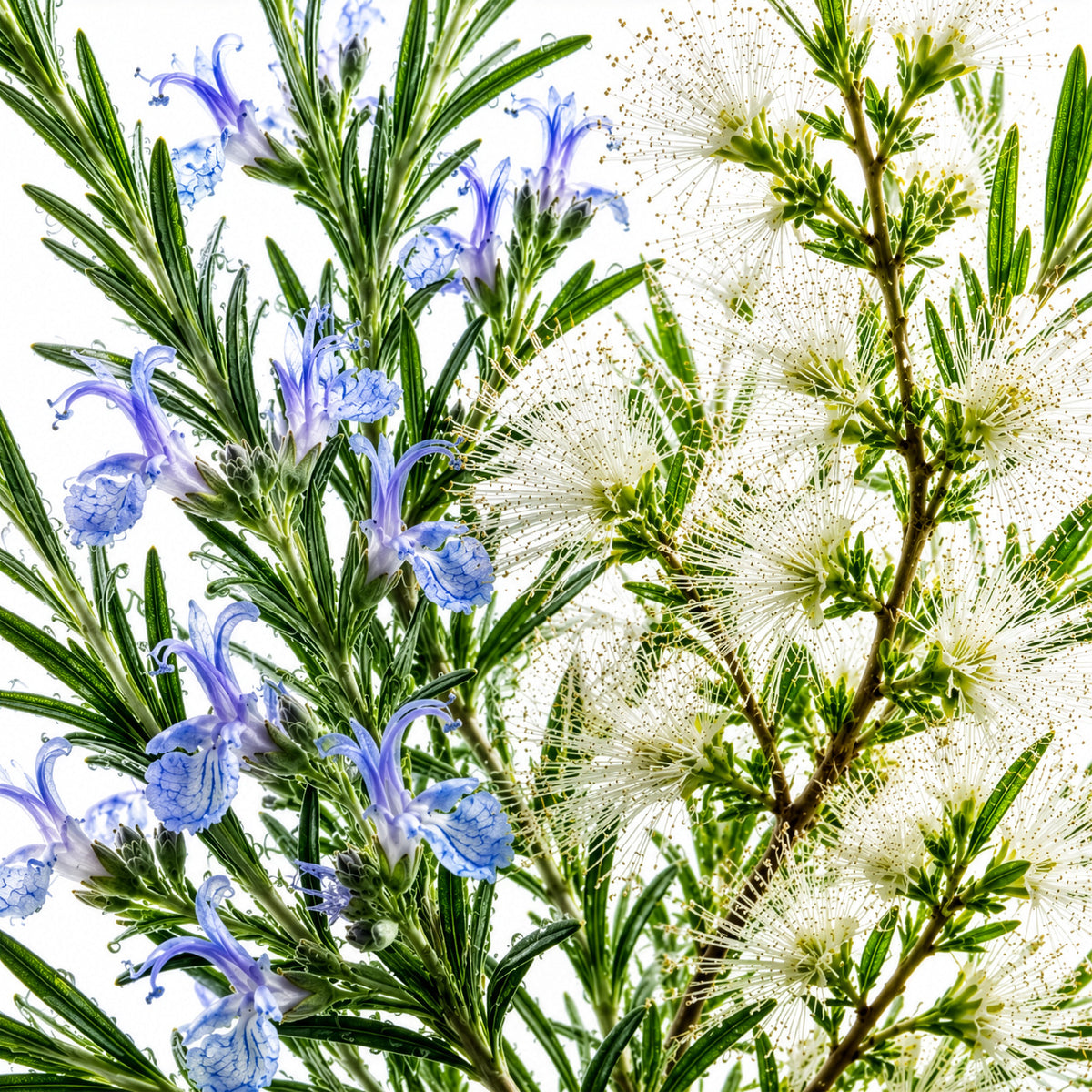 Vegetalement Provence